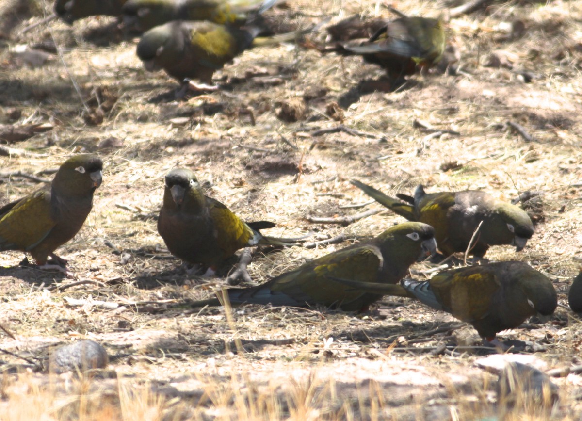 Burrowing Parakeet - ML511713531