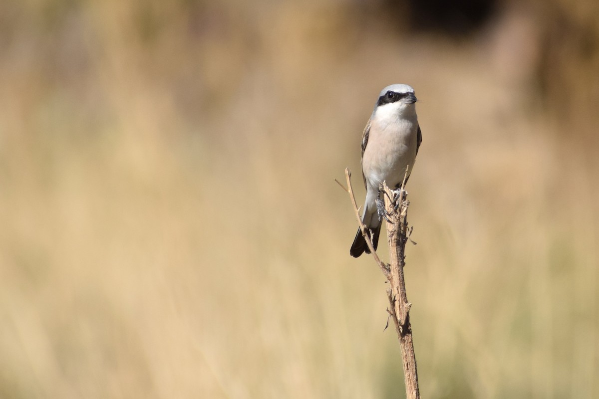 Red-backed Shrike - ML511713911