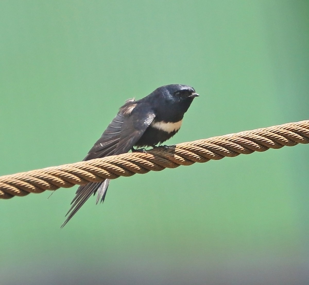 White-banded Swallow - ML511713961