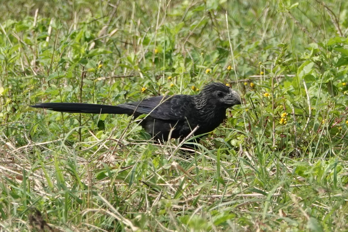 Groove-billed Ani - Larry Katkin