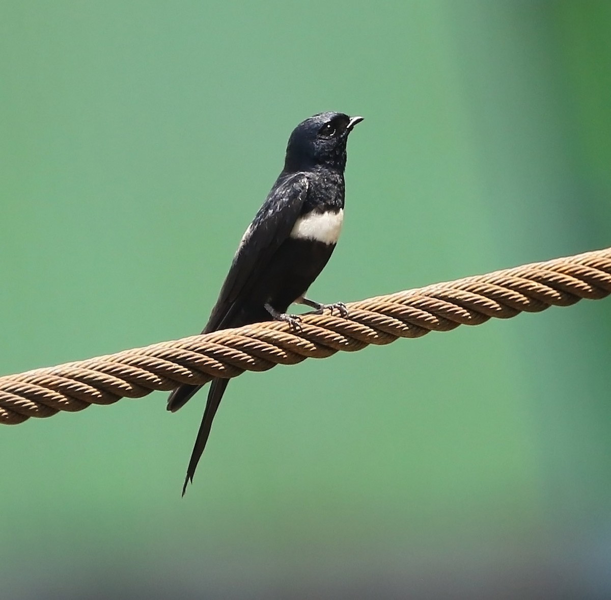 White-banded Swallow - ML511714351