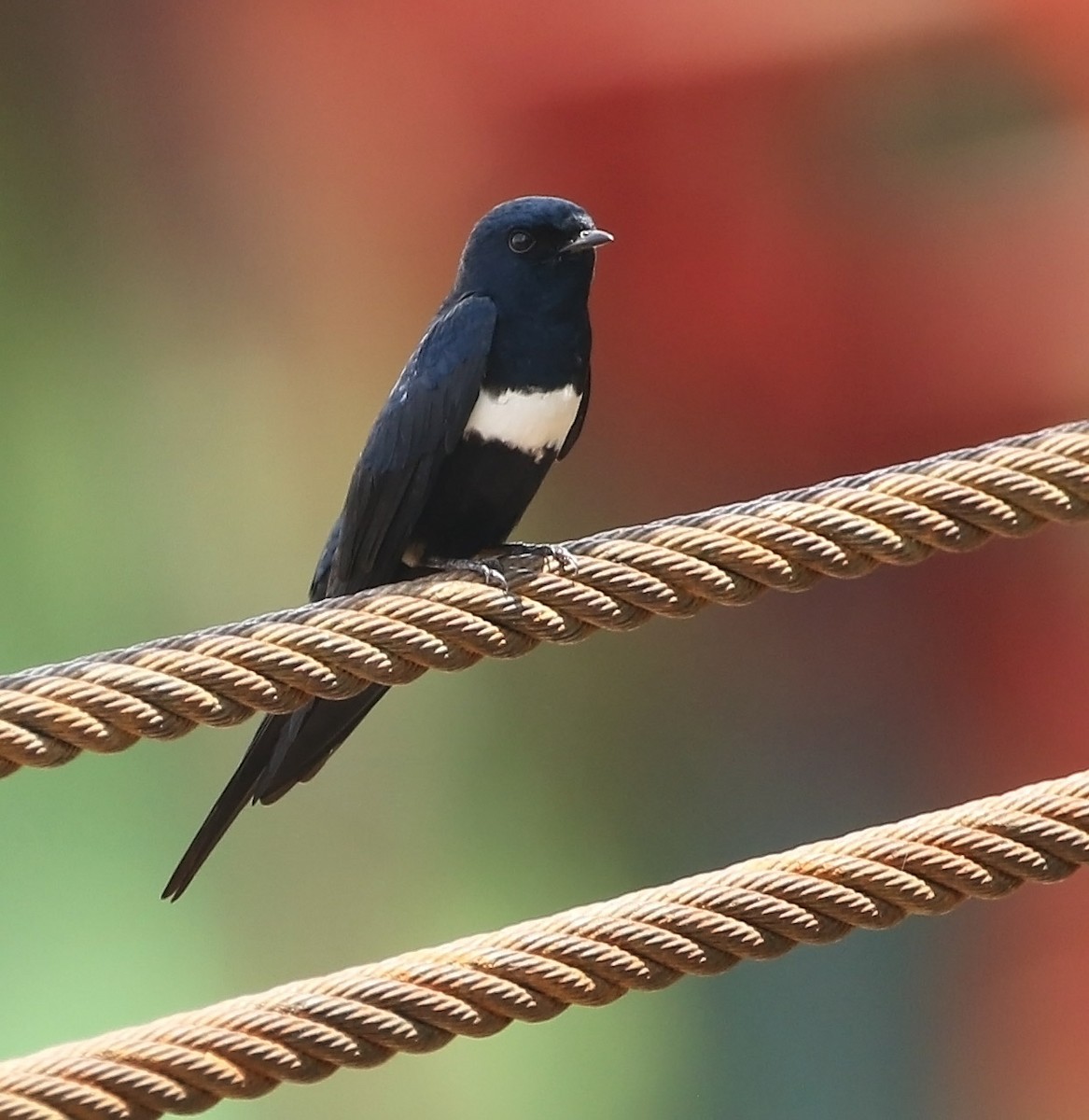 White-banded Swallow - ML511715001
