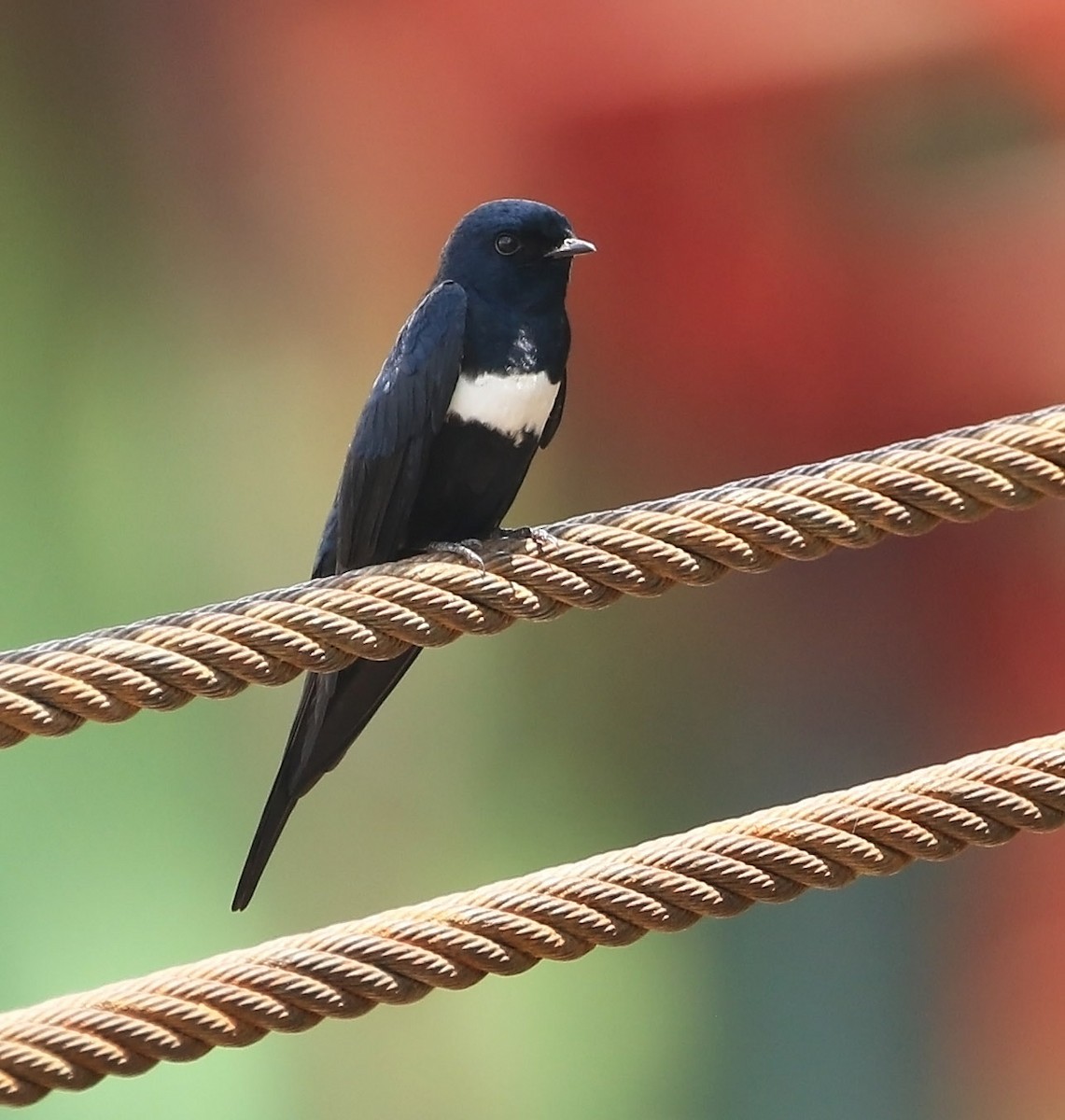 White-banded Swallow - ML511715321