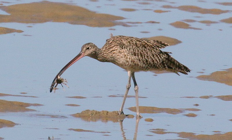 Far Eastern Curlew - ML511715891