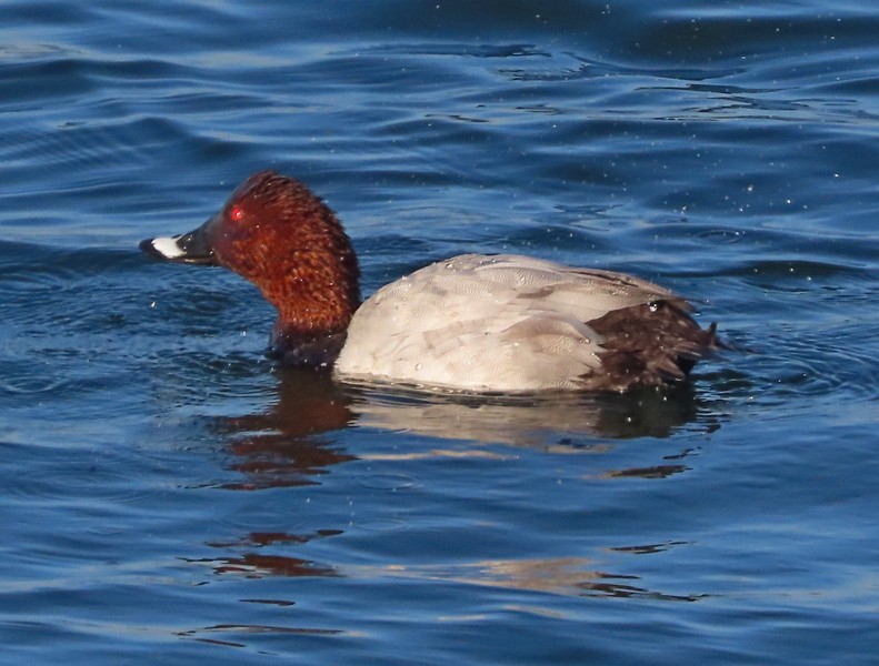 Common Pochard - ML511716831