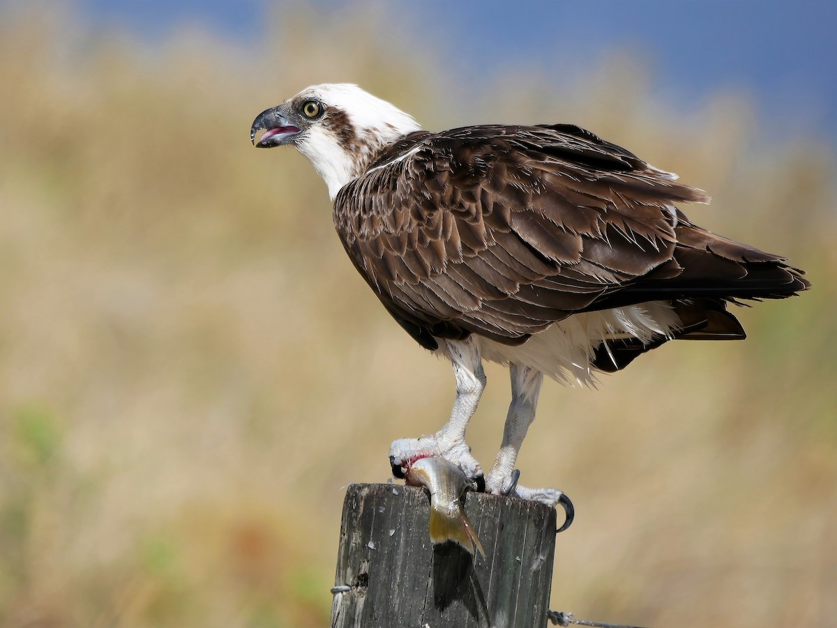 Osprey - Shelley Altman