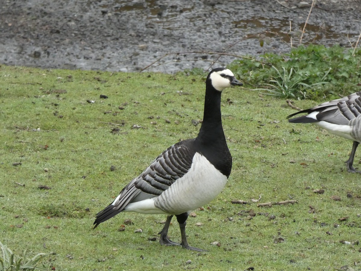 Barnacle Goose - ML511718251