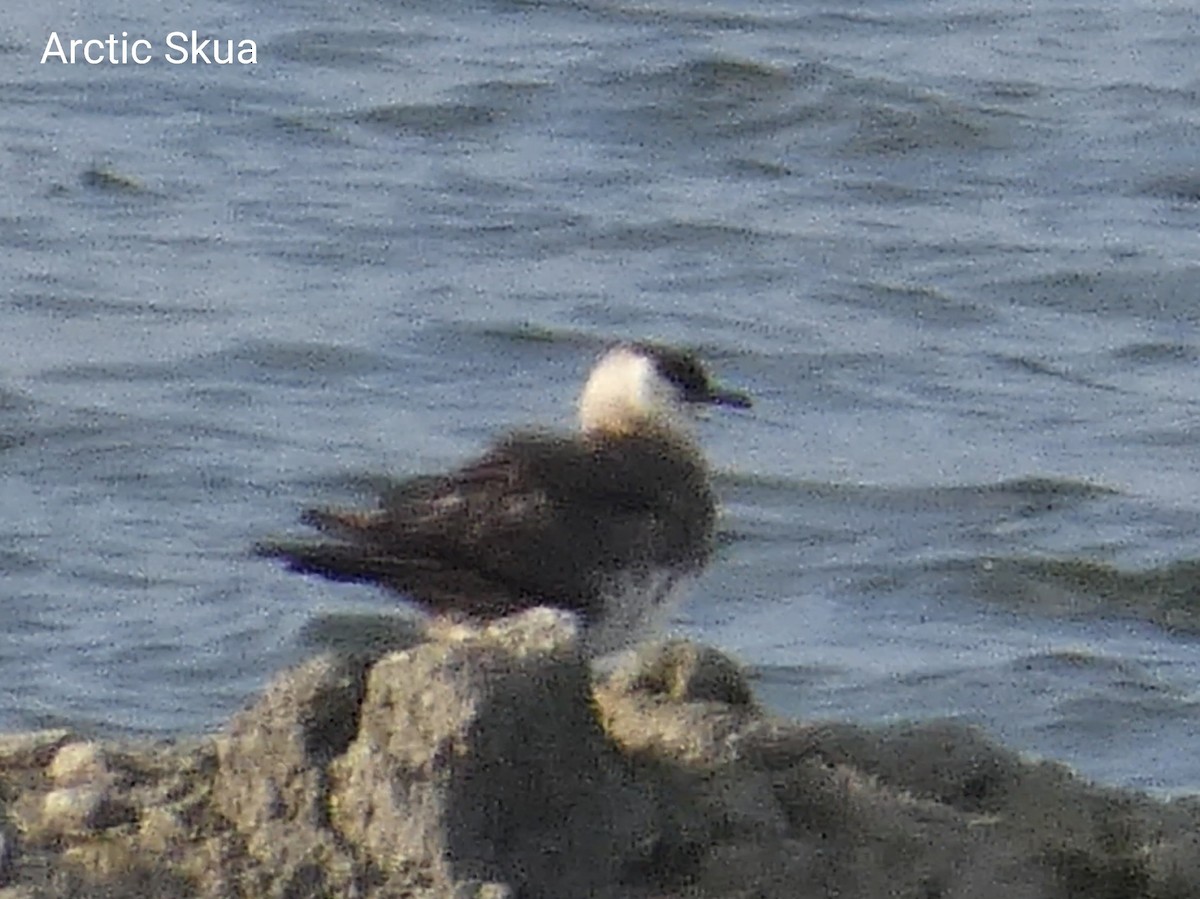 Parasitic Jaeger - Michael Chambers