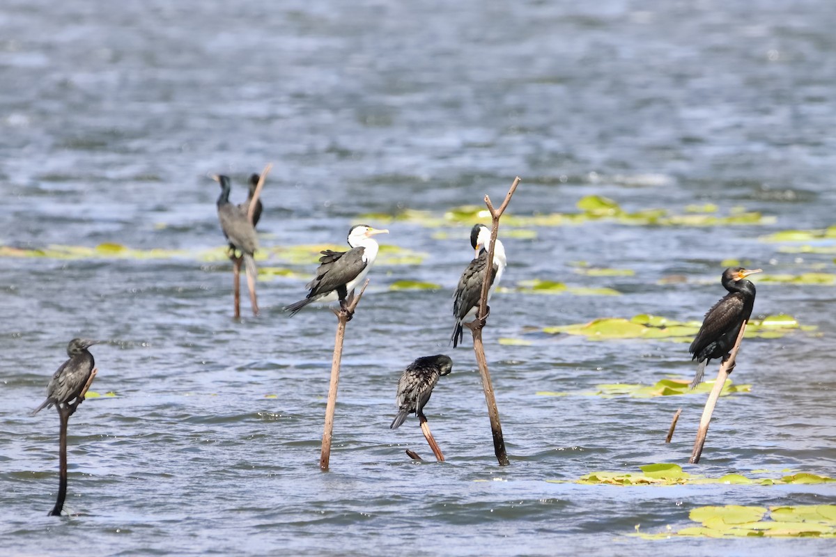 Cormorán Piquicorto - ML511718621