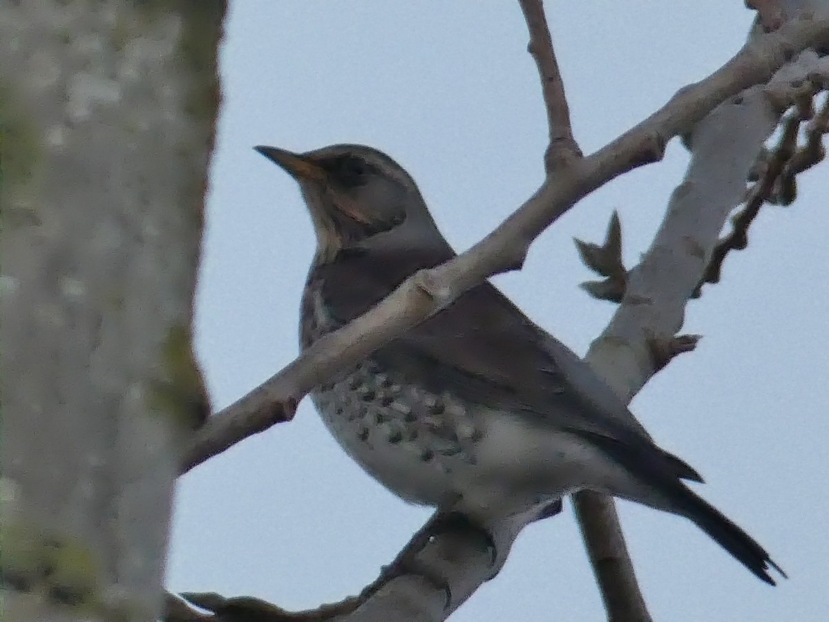 Fieldfare - ML511718721