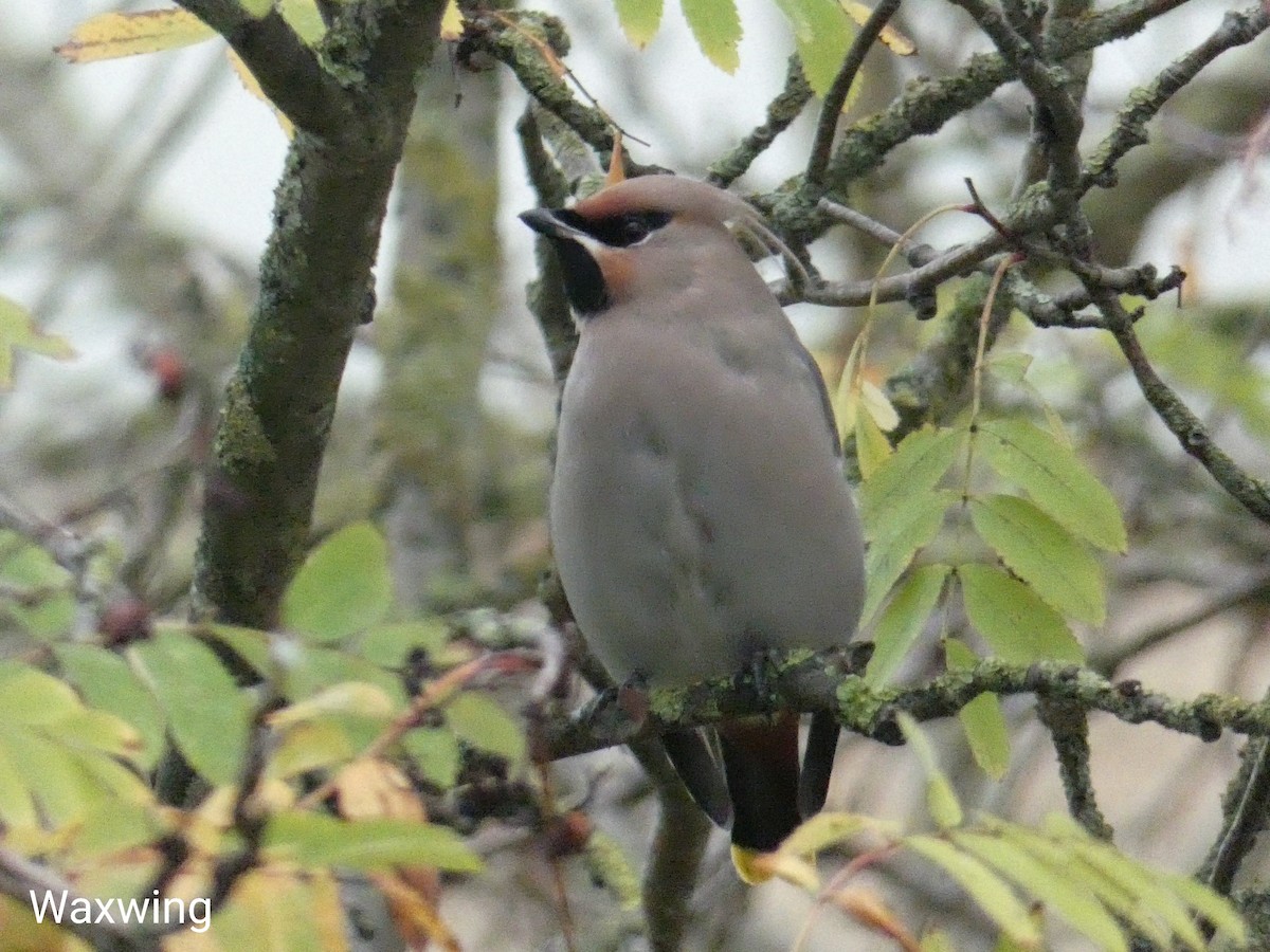 Bohemian Waxwing - ML511718881