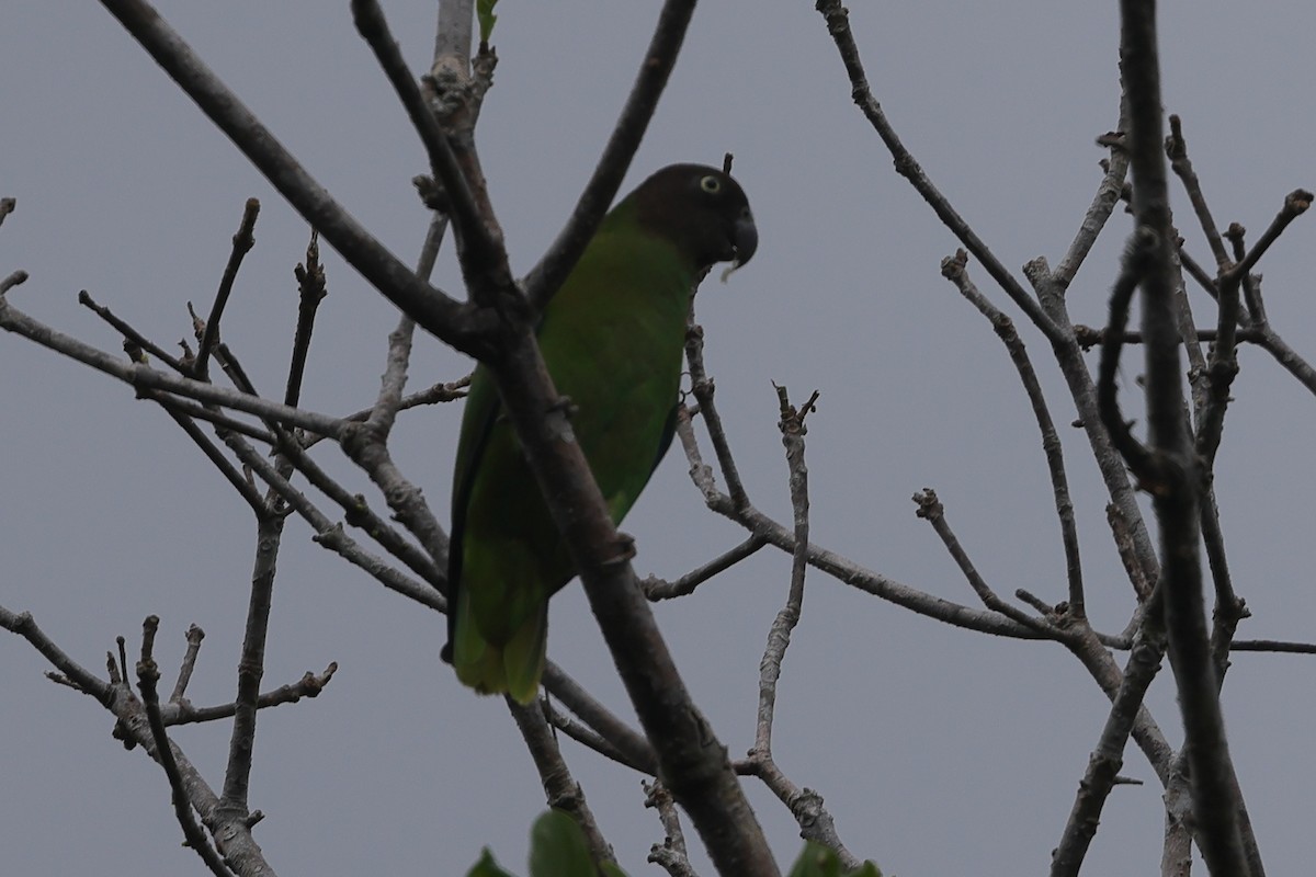 Red-cheeked Parrot - ML511719041