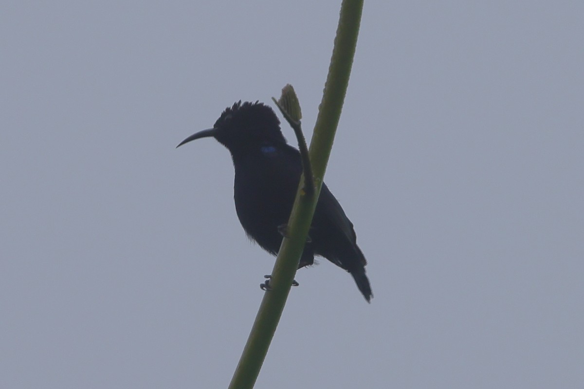 Black Sunbird - ML511719081