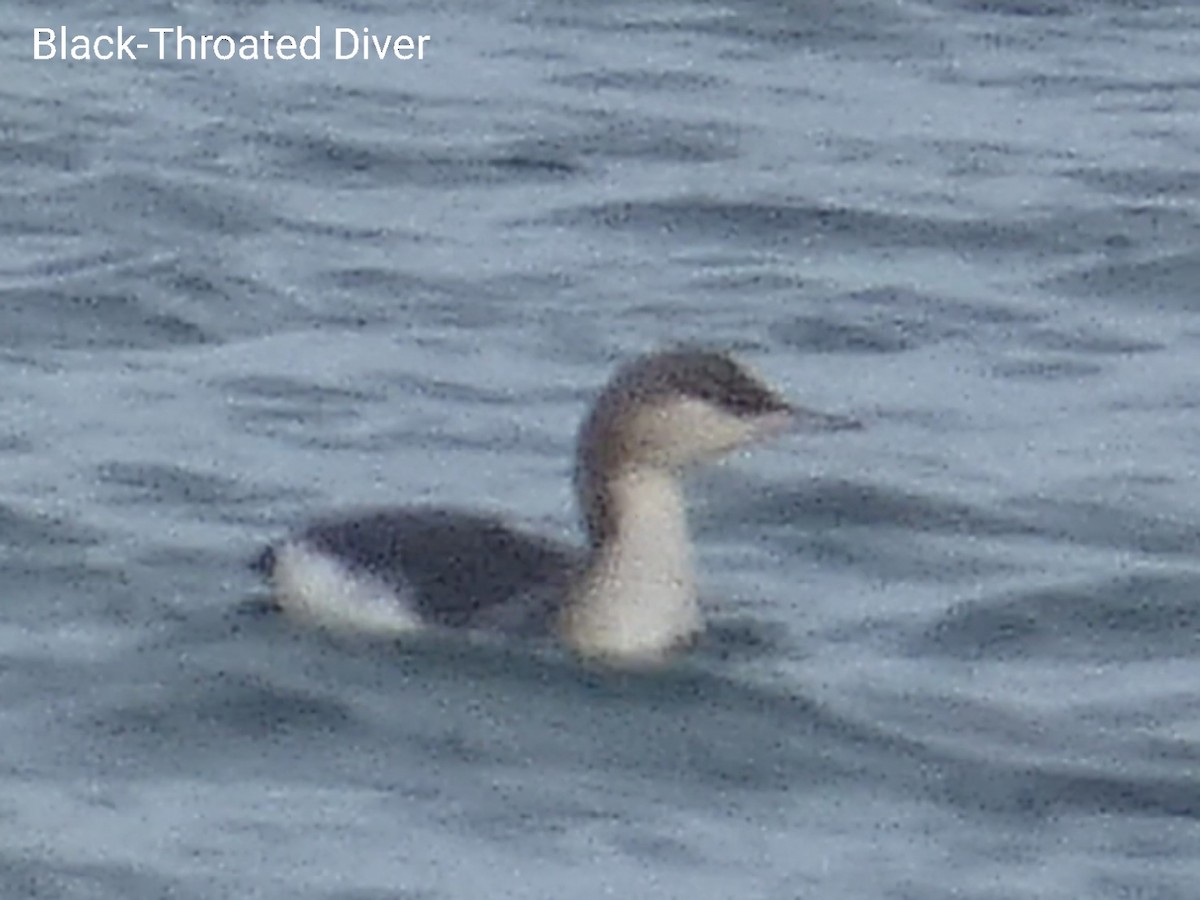 Arctic Loon - ML511719191