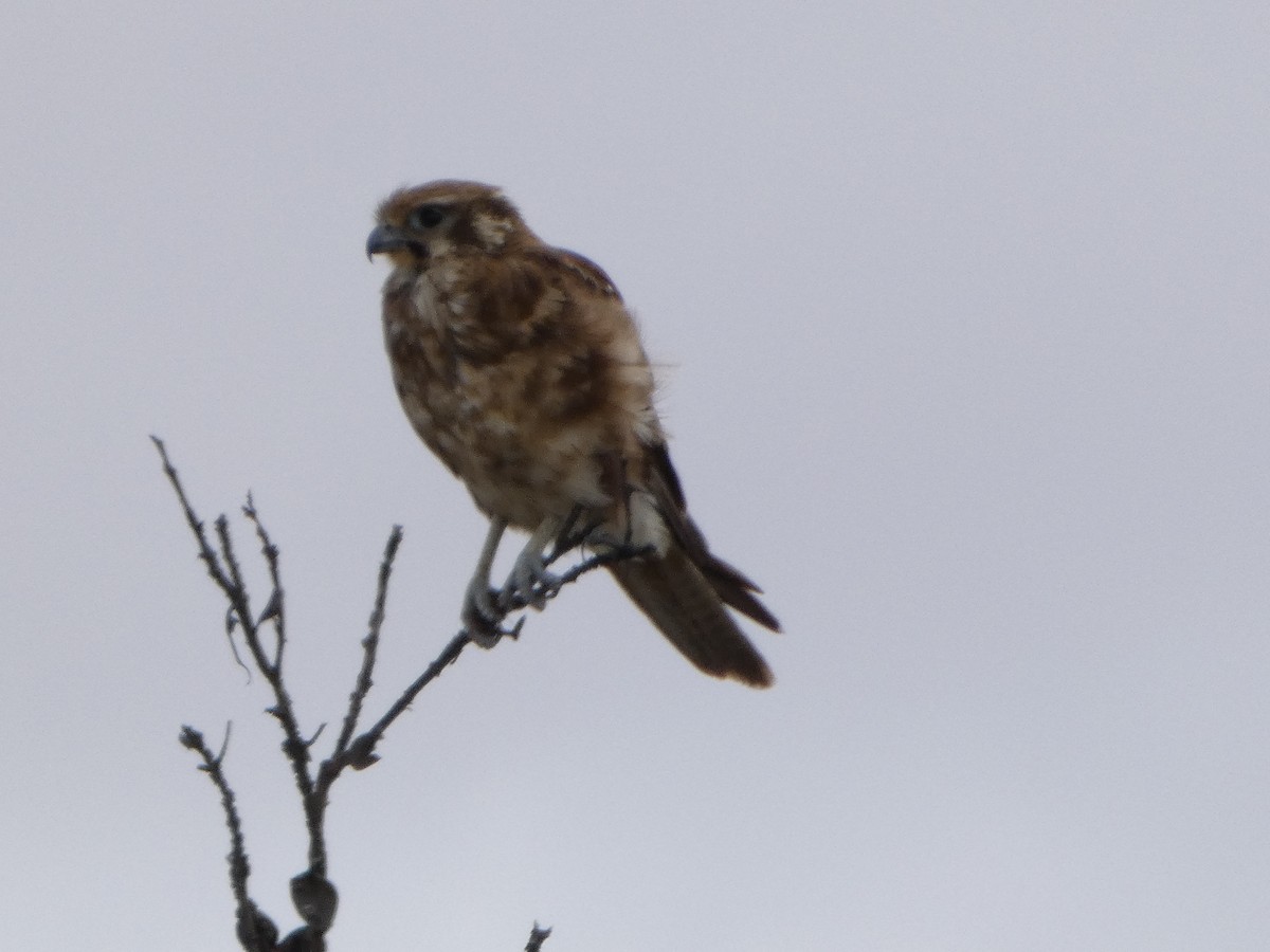 Brown Falcon - ML511719461