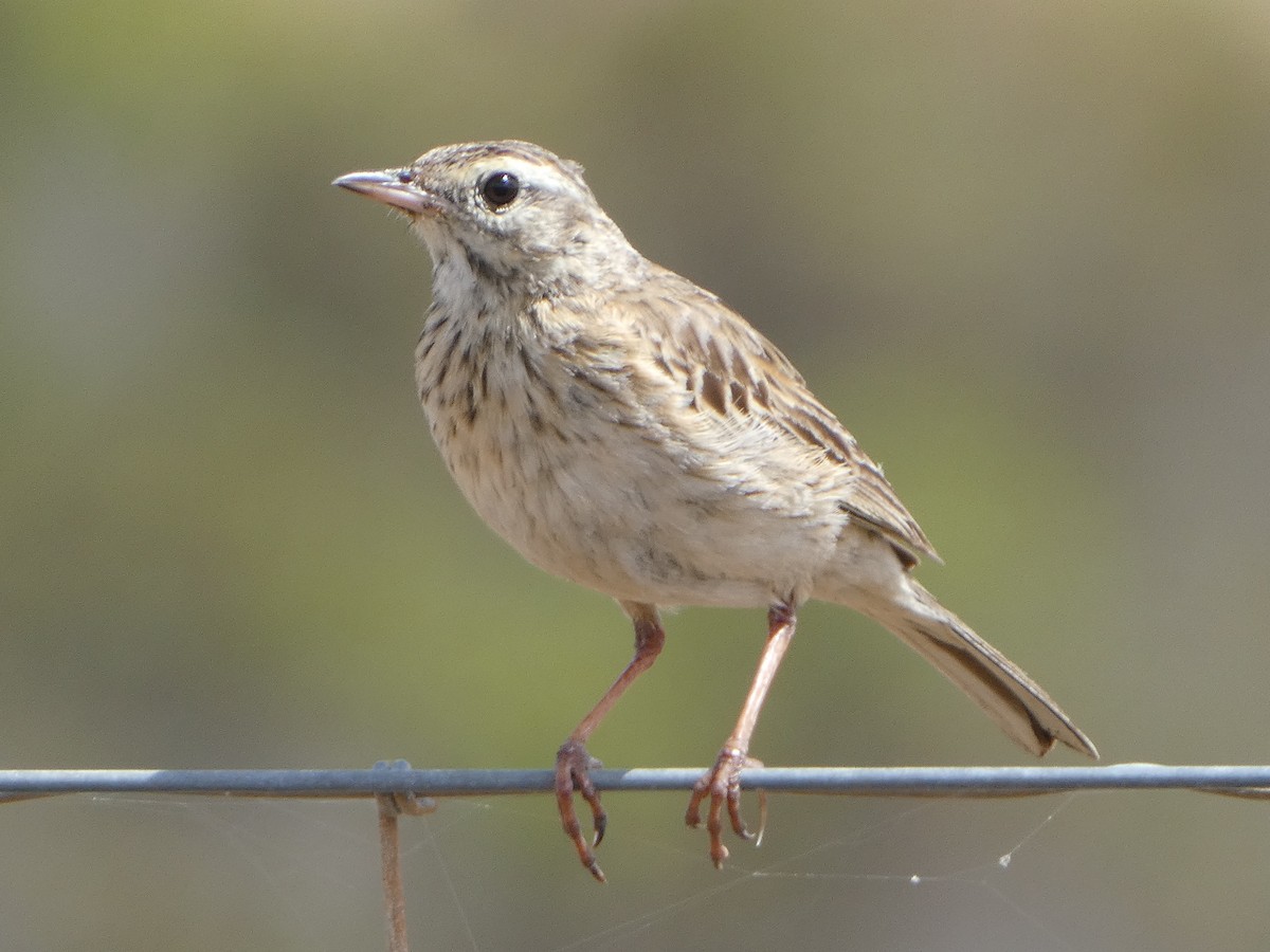 Australian Pipit - ML511719471