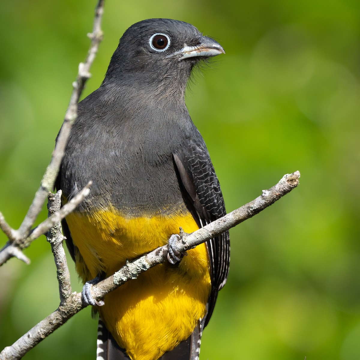 Green-backed Trogon - Daniel Hinckley | samazul.com