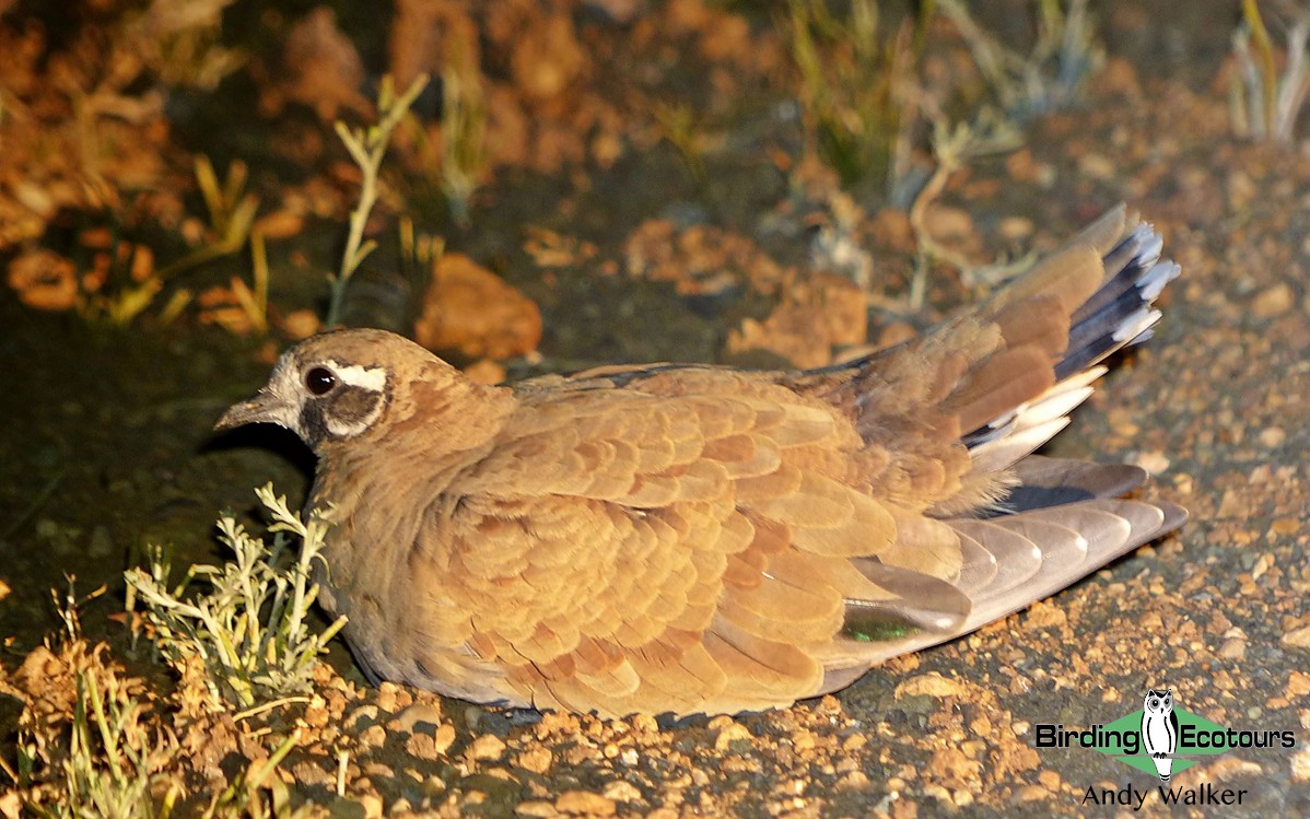 Flock Bronzewing - ML511723511