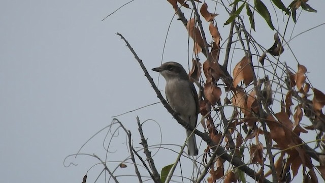 Common Woodshrike - ML511724481