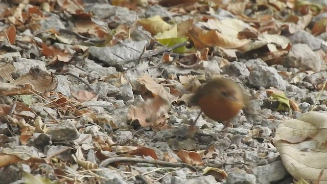 Tawny-bellied Babbler - ML511724541