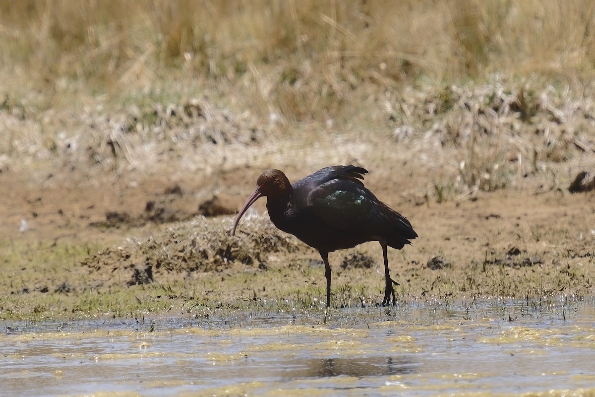 Ibis de Ridgway - ML511725351