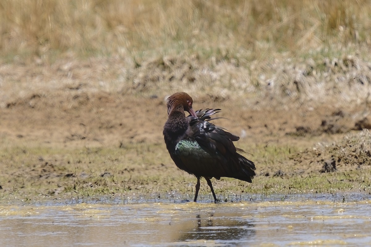 ibis andský - ML511725371