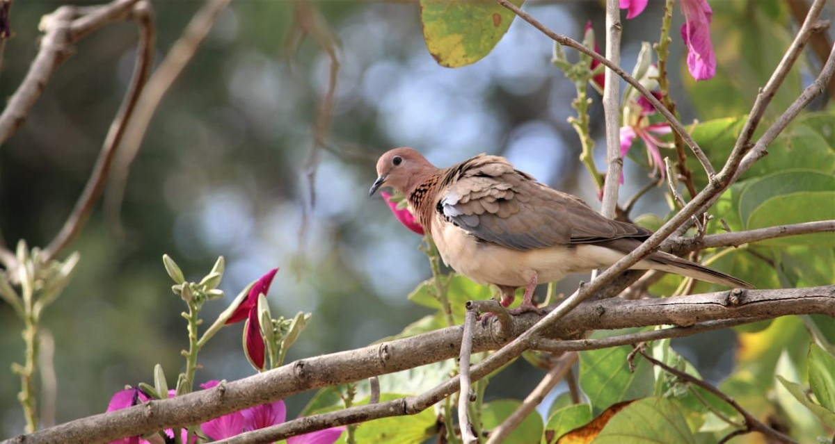 Laughing Dove - ML511725431