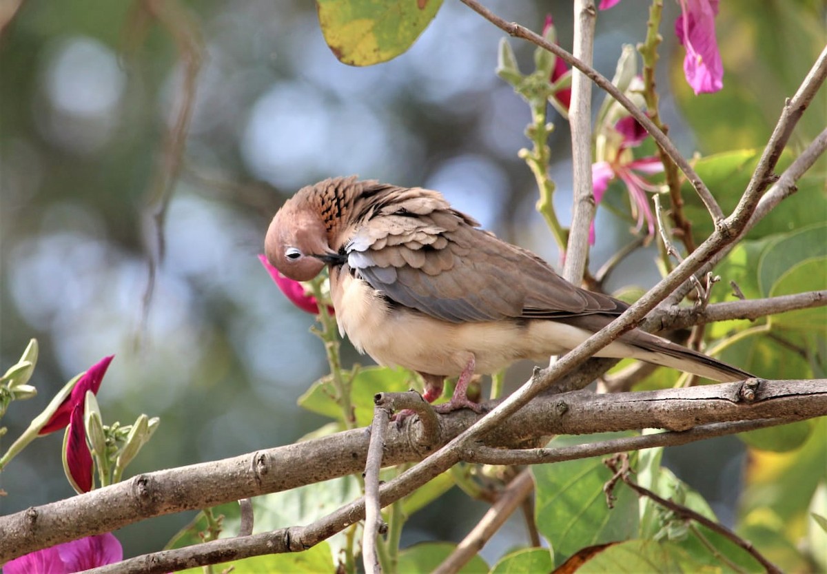 Laughing Dove - ML511725441