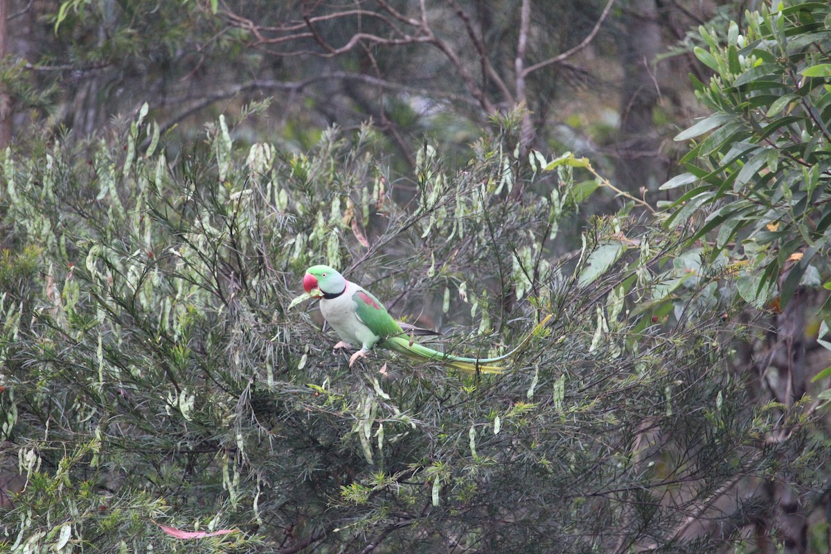 Alexandrine Parakeet - ML511726061