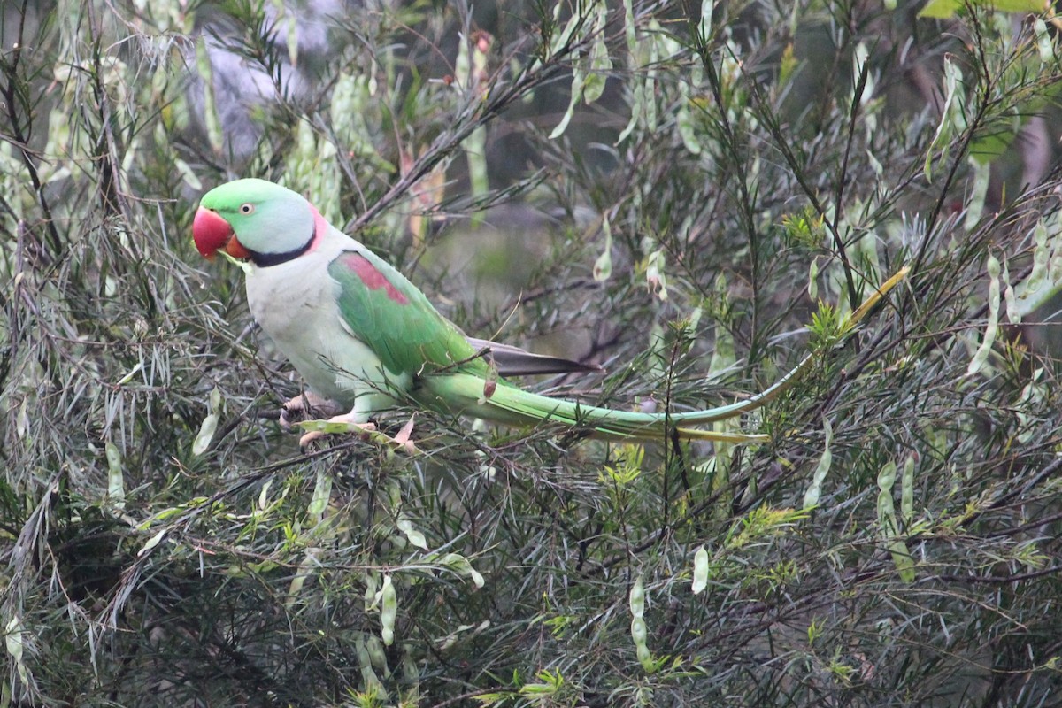 Alexandrine Parakeet - ML511726101