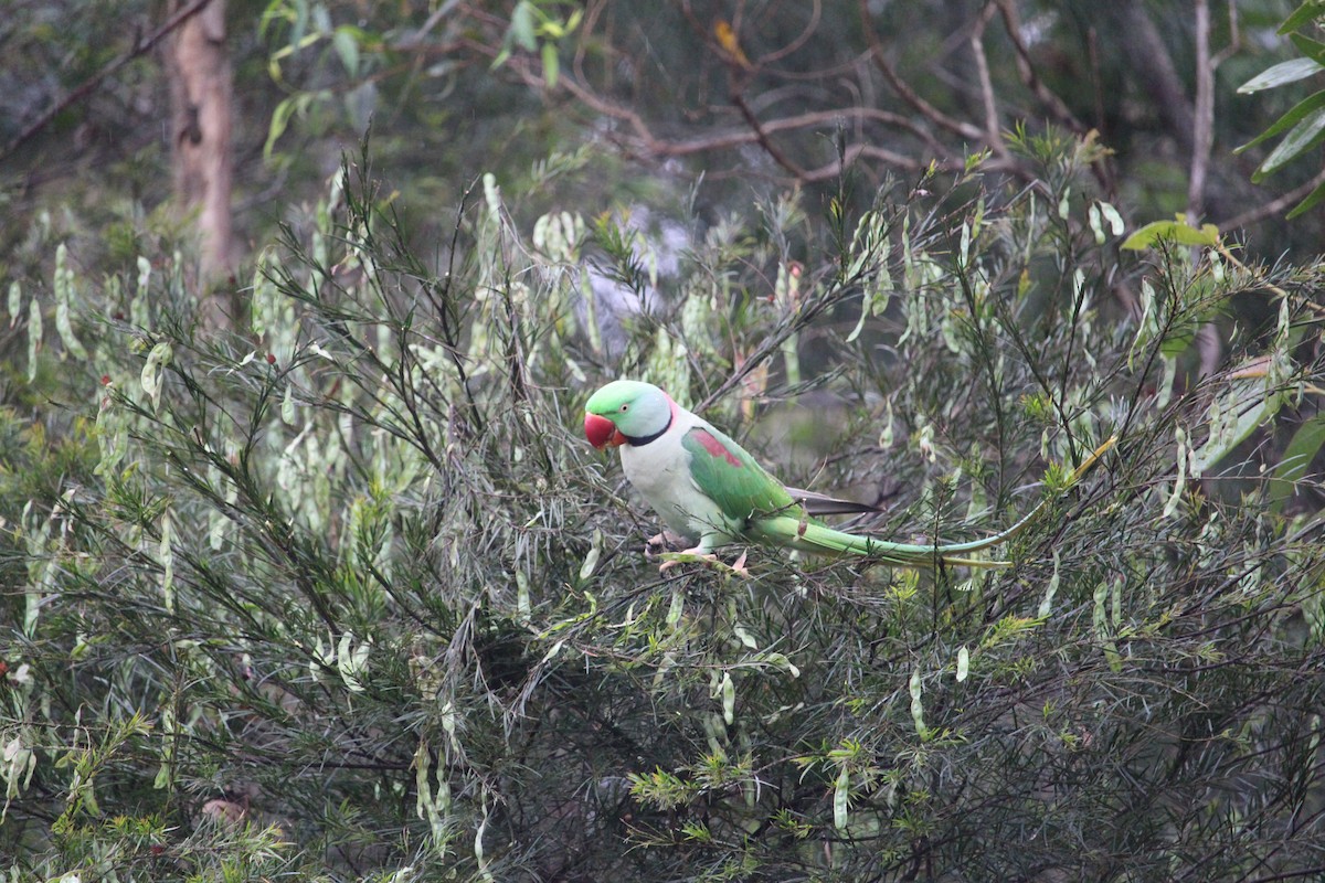 Alexandrine Parakeet - ML511726161