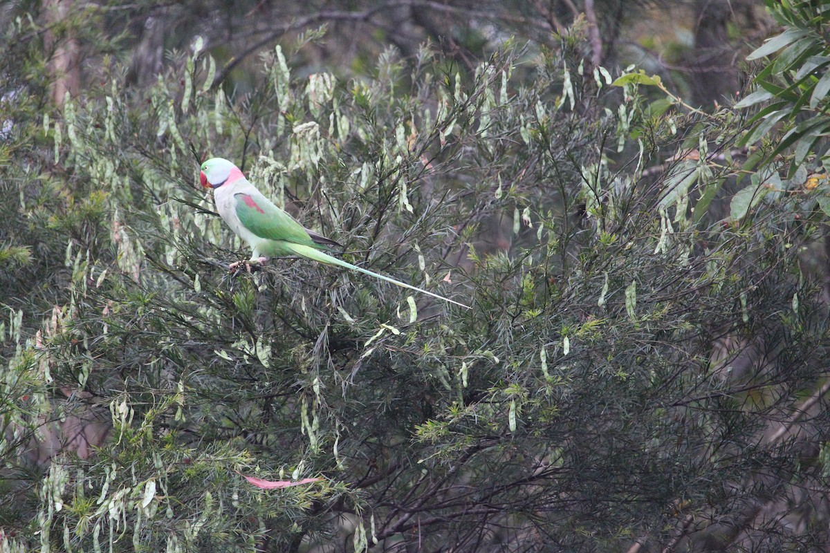 Alexandrine Parakeet - ML511726181