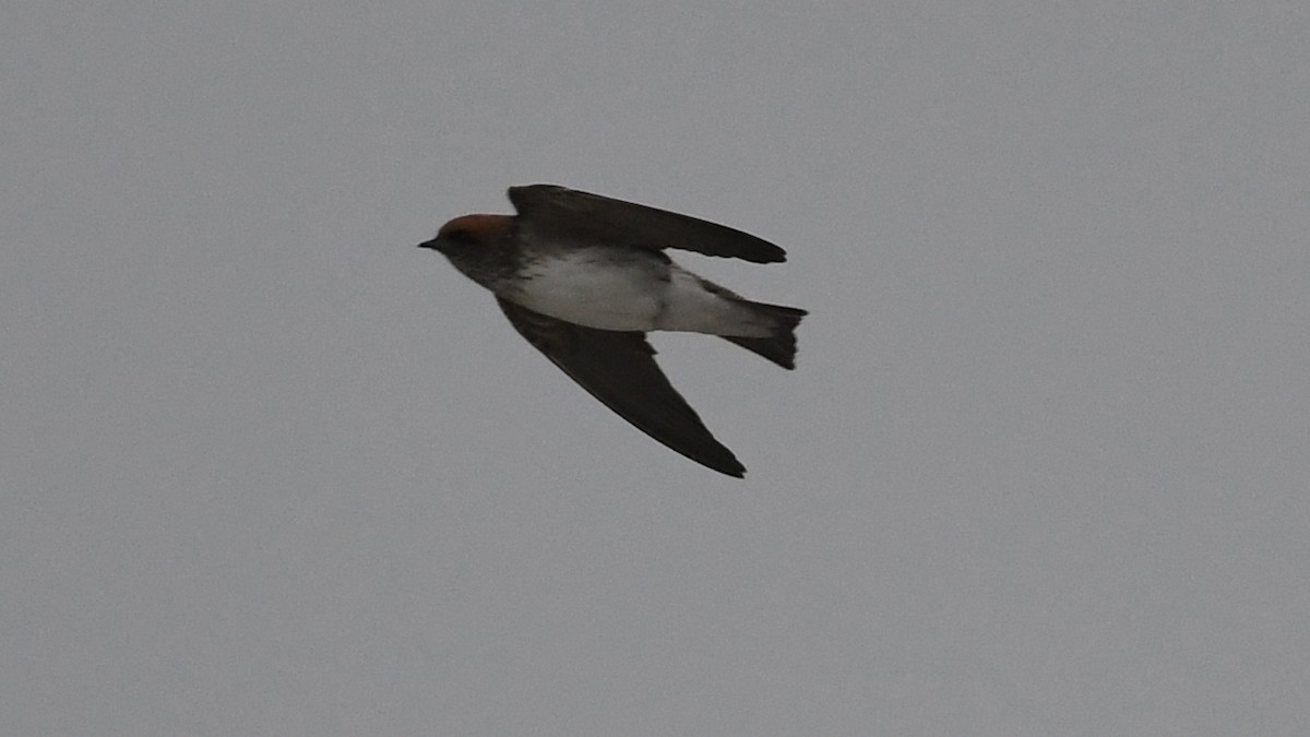 Streak-throated Swallow - ML511727161