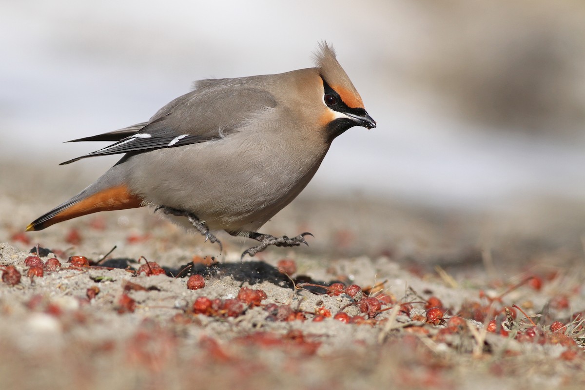 Bohemian Waxwing - ML51172791