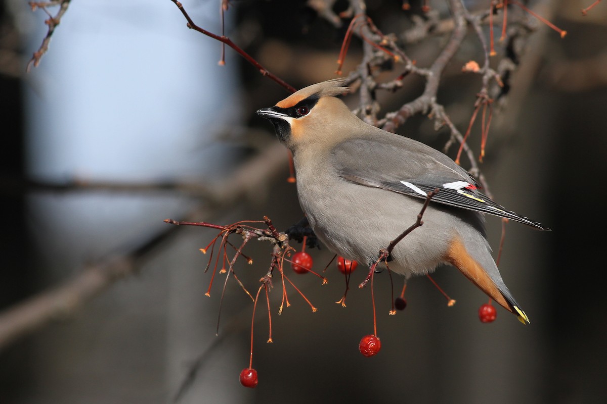 Bohemian Waxwing - ML51172941