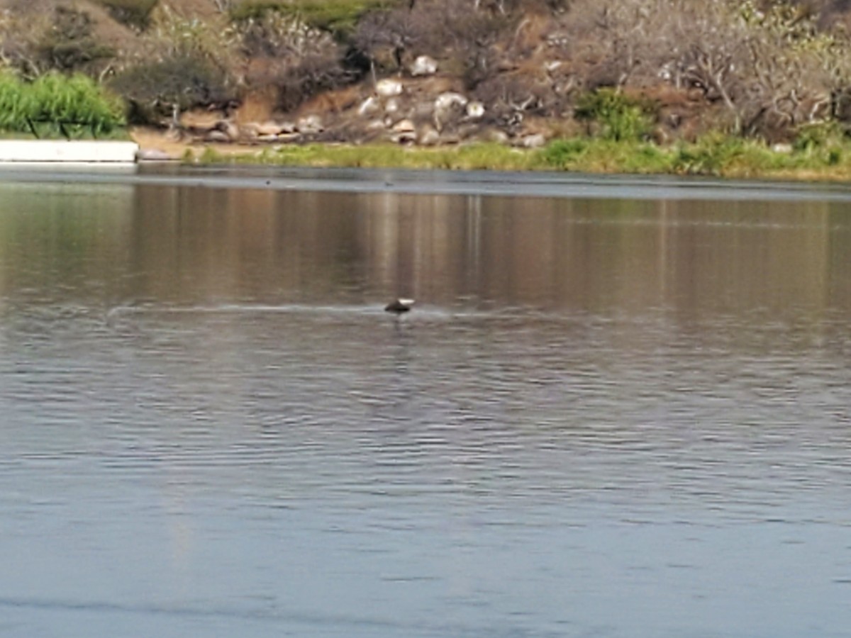 Common Loon - Ricardo Arredondo