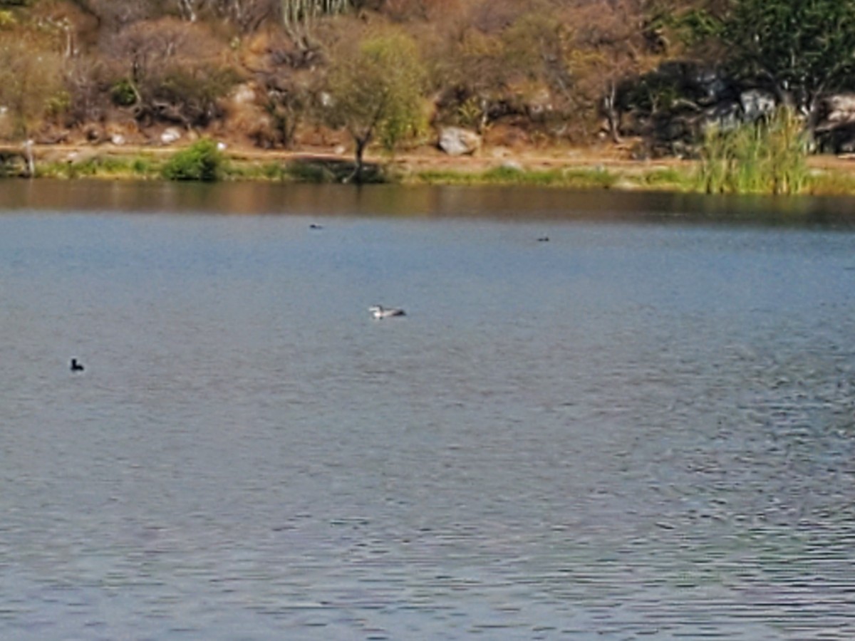 Common Loon - ML511731521