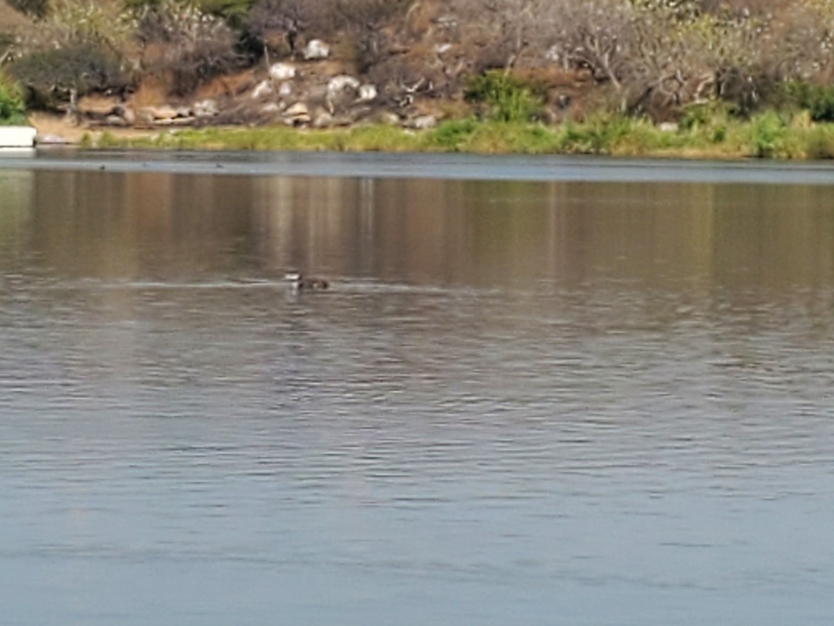 Common Loon - ML511731531