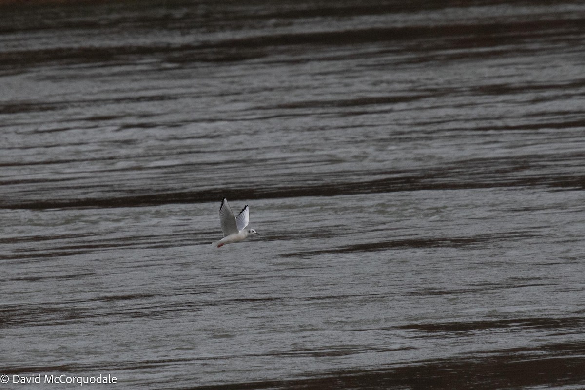 Bonaparte's Gull - ML511731911