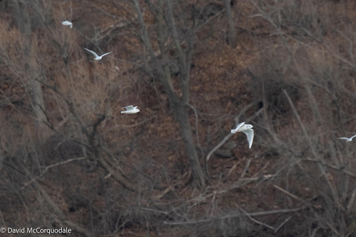 Bonaparte's Gull - ML511731921