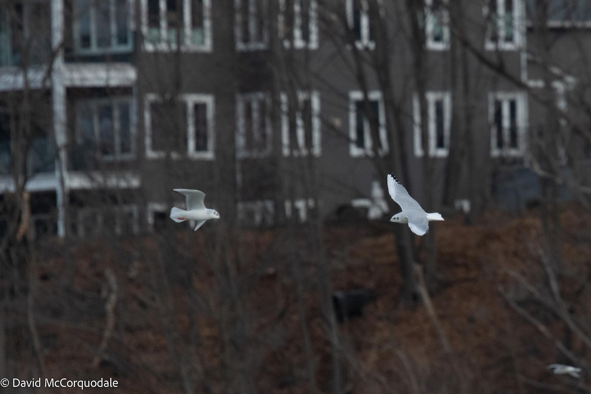 Bonaparte's Gull - ML511731931