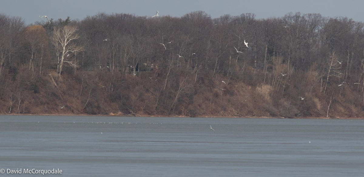 Bonaparte's Gull - ML511731951