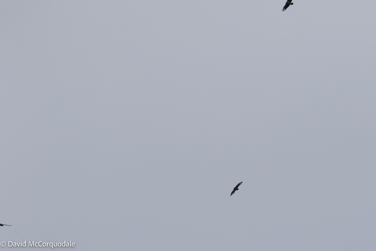 Black Vulture - ML511732001