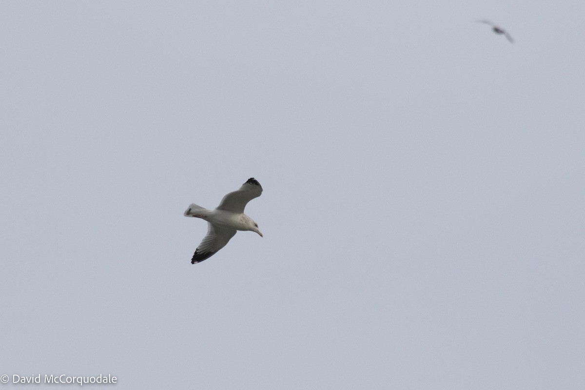 Herring Gull (American) - ML511732041