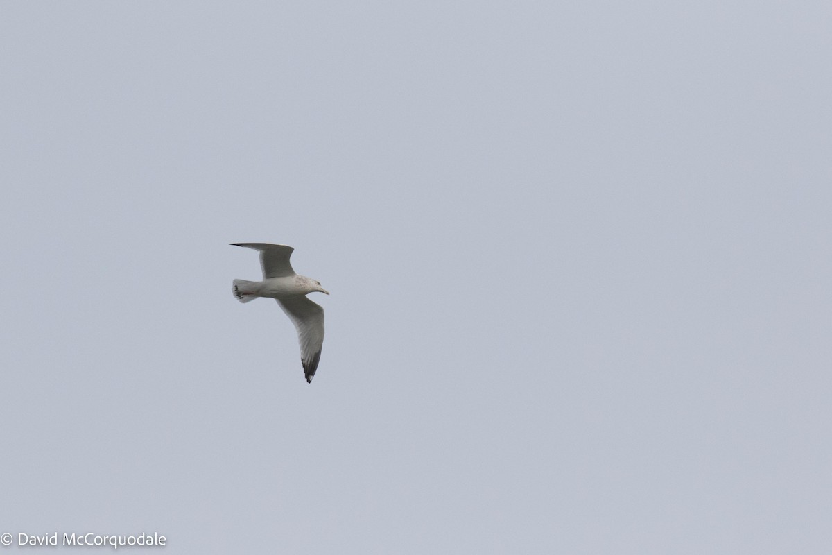 Herring Gull (American) - ML511732051