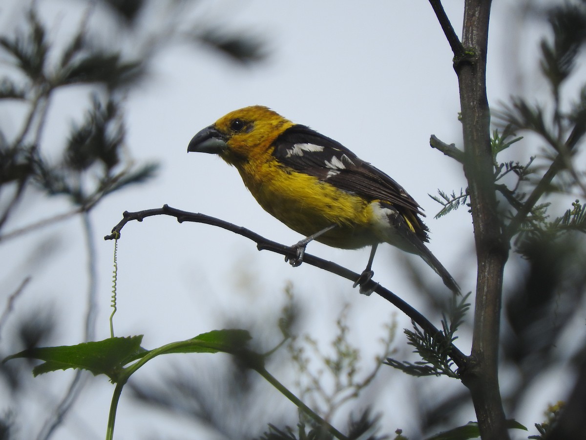 Golden Grosbeak - Cole Gaerber