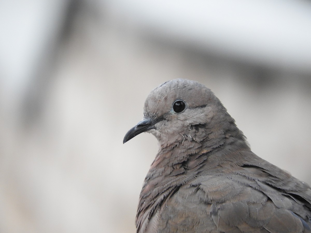 Eared Dove - Cole Gaerber