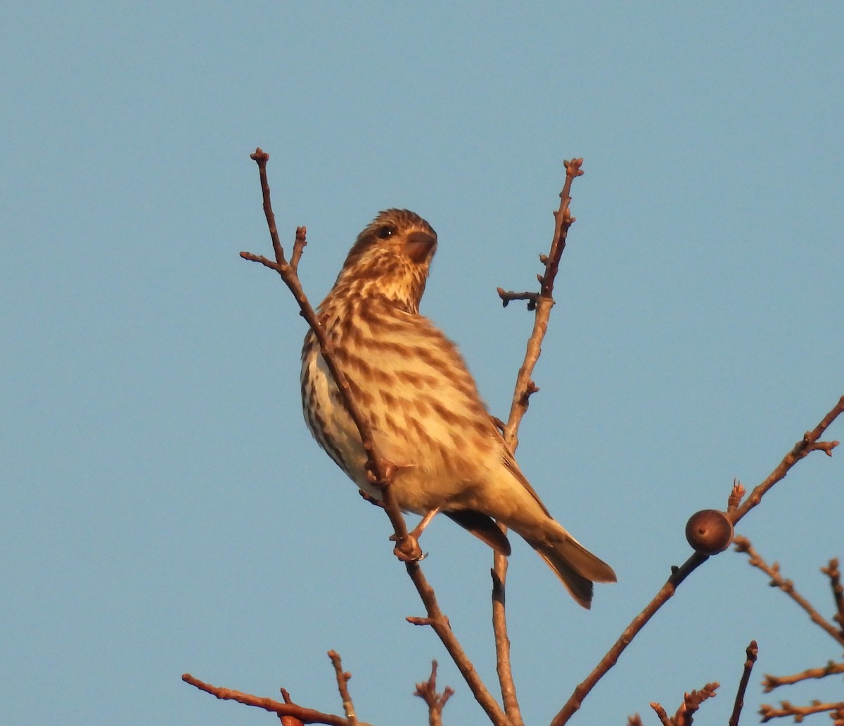 Purple Finch (Eastern) - ML511732851