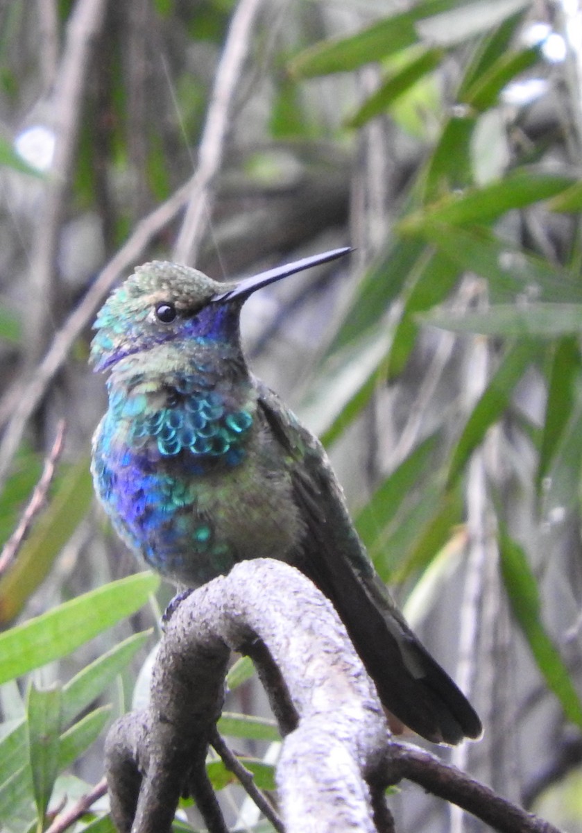 kolibřík modrolící - ML51173291