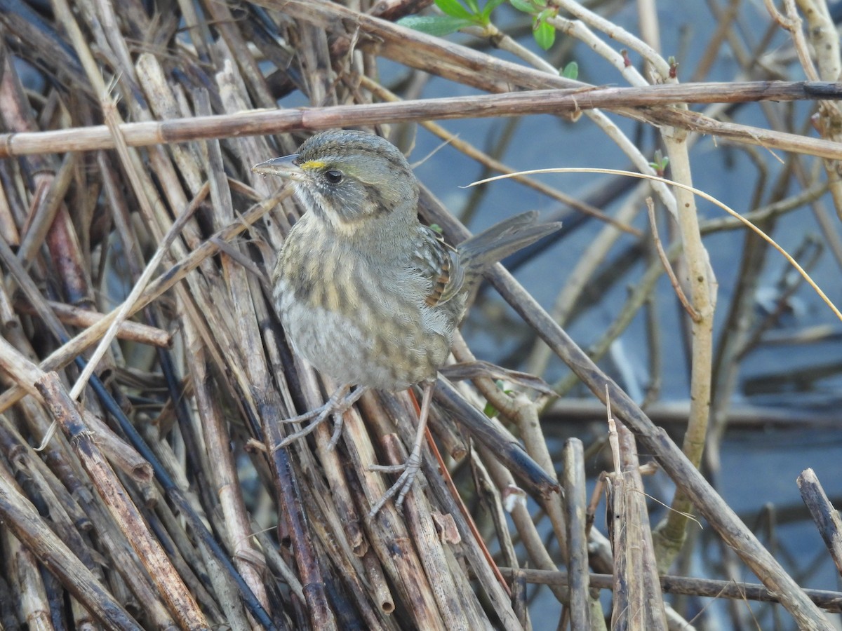 Seaside Sparrow - ML511734811